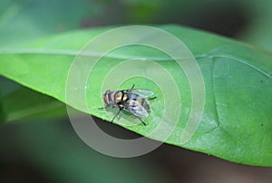 Blow fly dorsal view on a green leaf