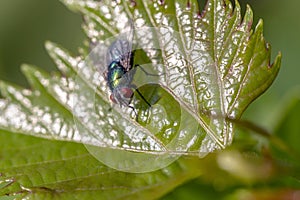 Blow fly on a green leaf