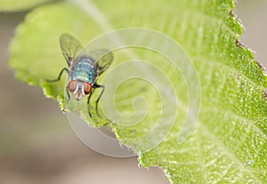 Blow Fly on a Leaf