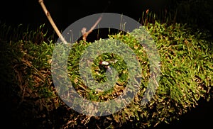 Blow fly on a mossy branch.