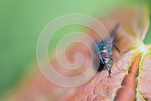 Blow-fly pathogens are glands dung,Blow-fly,Chrysomya megacephala Fabricius