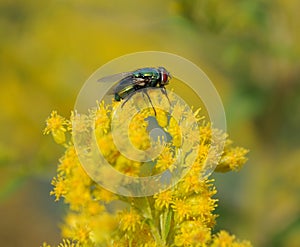 Blow fly sitting on blossoms of a goldenrod