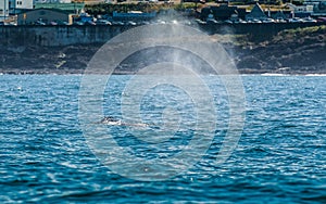 Blow Hole of Gray Whale in Depoe Bay