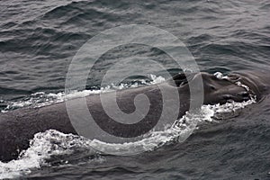 Blow Holes Of Humpback Wale Swimming In Monterey Bay California