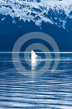 The blow of a Humpback Whale surfacing off the coast of Alaska