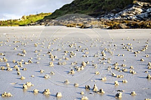 Blow lugworm poo on the west coast of Ireland - Arenicola Marina photo