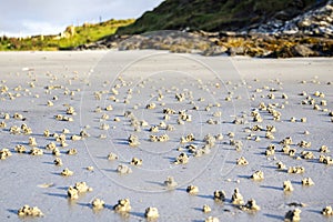 Blow lugworm poo on the west coast of Ireland - Arenicola Marina photo