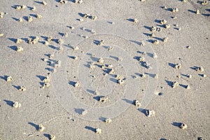 Blow lugworm poo on the west coast of Ireland - Arenicola Marina photo