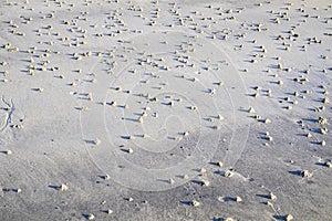 Blow lugworm poo on the west coast of Ireland - Arenicola Marina photo