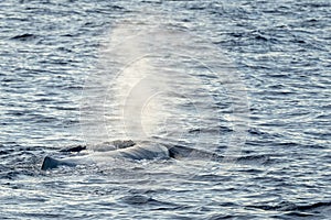 Blow of Sperm Whale at sunset while blowing breath