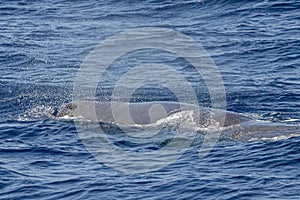 Blow of Sperm Whale at sunset while blowing breath