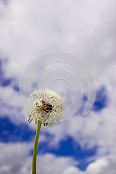 Blowball on Blue Sky