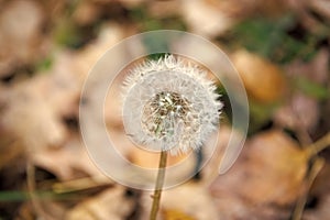 Blowball close up. Dandelion flower with seeds on natural background. Blowball on autumn day. Fall season. Pollen