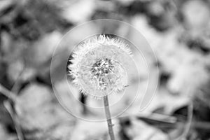 Blowball close up. Dandelion flower with seeds on natural background. Blowball on autumn day. Fall season. Pollen