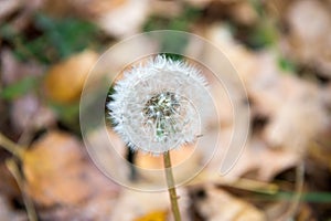 Blowball close up. Dandelion flower with seeds on natural background. Blowball on autumn day. Fall season. Pollen