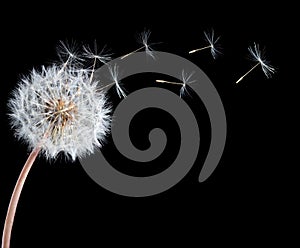 Blowball of dandelion flower