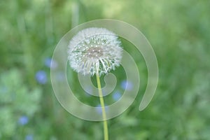 Blowball dandelion flower on the green summer meadow