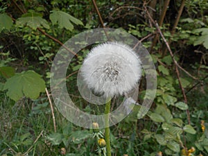 Blowball of a dandelion flower in the meadow
