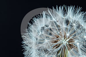 Blowball of dandelion with fluffy seed