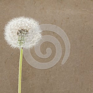 Blowball on Dirty Paper - Background