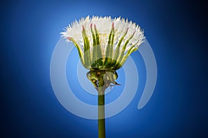 Blowball flower on a blue background close up