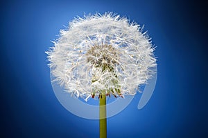 Blowball flower on a blue background close up