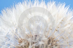 Blowball flower extreme close up