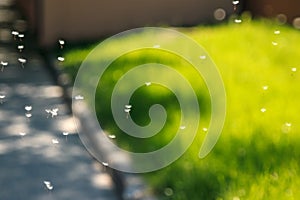 Blowball Ripe dandelion seeds fly in the wind, green background