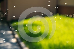 Blowball Ripe dandelion seeds fly in the wind, green background