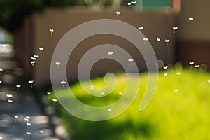 Blowball Ripe dandelion seeds fly in the wind, green background