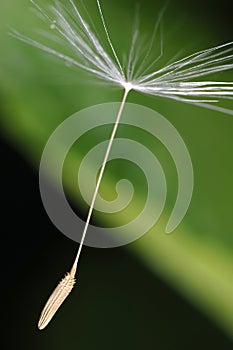 Blowball seed photo