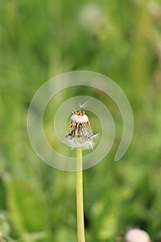 The blowball of the single dandelion with few achenes left