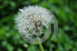 Blowball in the summer - Dandelion (Taraxacum sect. Ruderalia)