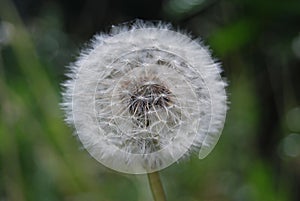 Blowball in the summer - Dandelion (Taraxacum sect. Ruderalia)