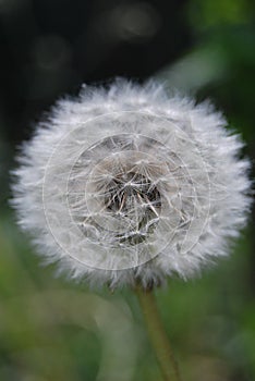 Blowball in the summer - Dandelion (Taraxacum sect. Ruderalia)