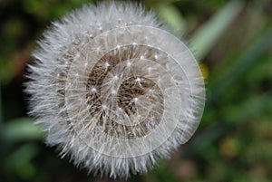 Blowball in the summer - Dandelion (Taraxacum sect. Ruderalia)