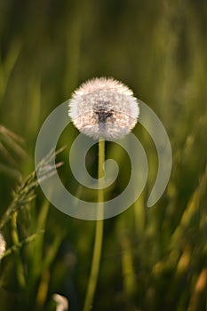 Blowball in the summer - Dandelion (Taraxacum sect. Ruderalia)