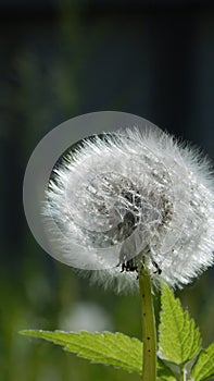 Blowball in summer meadow