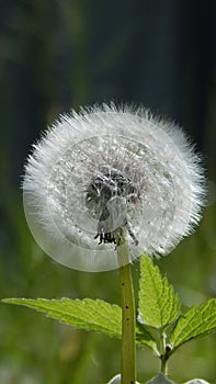 Blowball in summer meadow