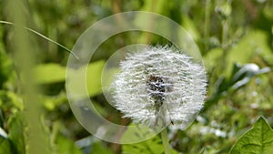 Blowball in summer meadow