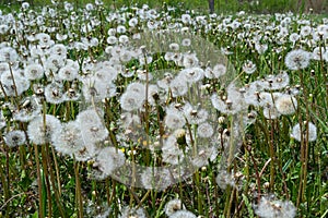 Blowball of Taraxacum plant on long stem. Blowing dandelion clock of white seeds on blurry green background of summer