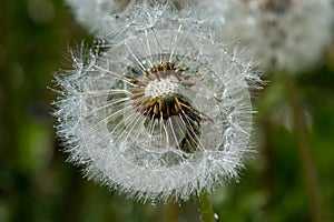 Blowball of Taraxacum plant on long stem. Blowing dandelion clock of white seeds on blurry green background of summer