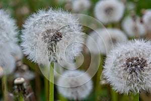 Blowball of Taraxacum plant on long stem. Blowing dandelion clock of white seeds on blurry green background of summer