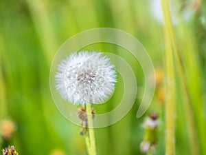 Blowball of Taraxacum plant on long stem. Blowing dandelion clock of white seeds on blurry green background of summer meadow