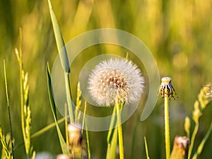 Blowball of Taraxacum plant on long stem. Blowing dandelion clock of white seeds on blurry green background of summer meadow