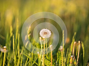 Blowball of Taraxacum plant on long stem. Blowing dandelion clock of white seeds on blurry green background of summer meadow