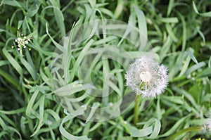 Blowball of Taraxacum plant on long stem. Blowing dandelion clock of white seeds on blurry green plant background of summer meadow