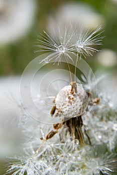 Blowball of Taraxacum plant on long stem. Blowing dandelion clock of white seeds on blurry green background of summer