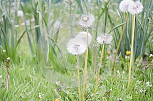 Blowball of Taraxacum plant on long stem. Blowing dandelion clock of white seeds on blurry green plant background of summer meadow