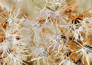 Blowballs in the autumn